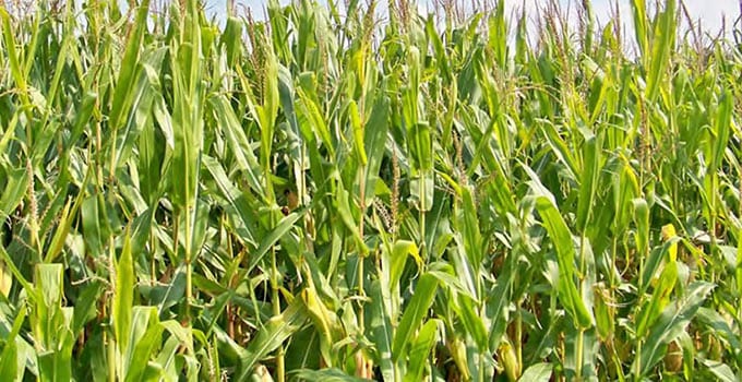 Healthy Corn Crop with Sure Crop Fertilizer