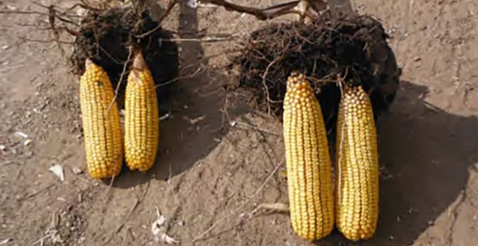 Healthy Corn Cob Comparison